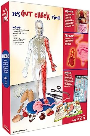 SmartLab QPG Lab for Kids, Squishy Human Body, Grade 3-8 - Image 3