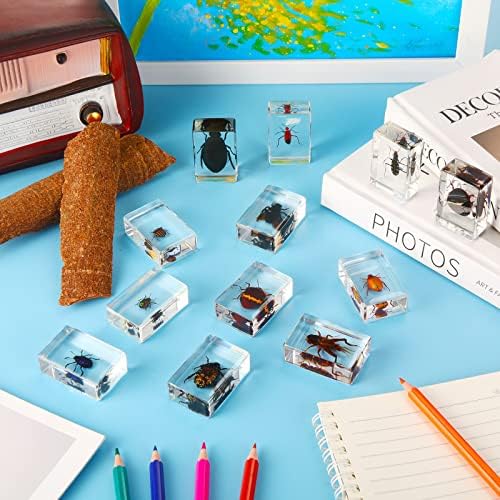 12 Pcs Insect Specimens for Kids Bug Collection Kit, Cricket - Image 4