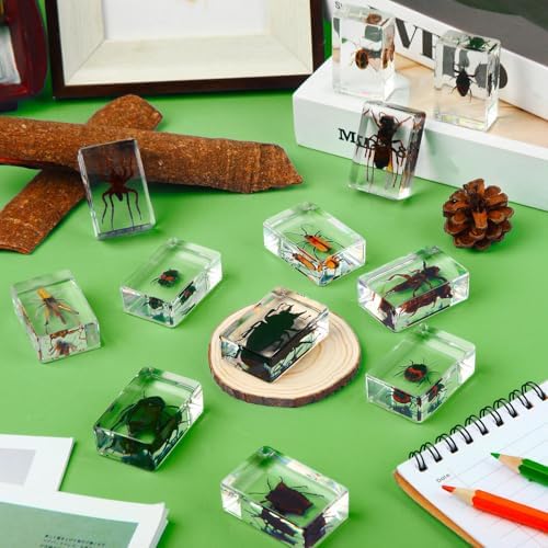 12 Pcs Insect Specimens for Kids Bug Collection Kit, Insect - Image 2