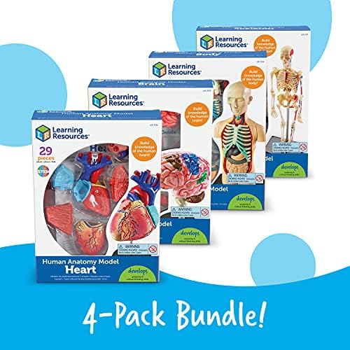 Learning Resources Anatomy Models Bundle Set - Image 5