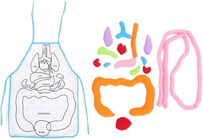 POPETPOP Human Organs Apron 3D Educational Toy for Kids Preschool Cognitive Anatomy Teaching Tool for Home and Classroom Science Learning - Image 3