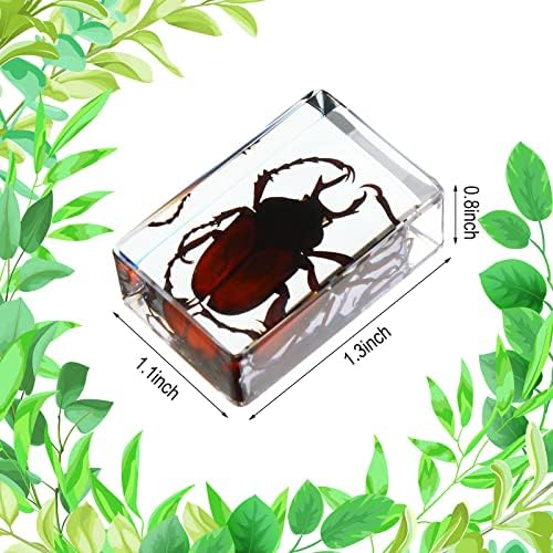 12 Pcs Insect Specimens for Kids Bug Collection Kit, Ladybug - Image 4