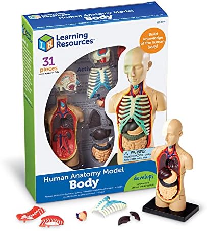 Learning Resources Human Anatomy Model Body by LearningResources