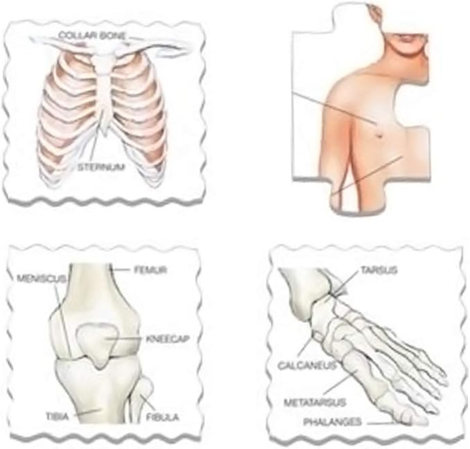 Larsen Human Body 35 Piece Educational Anatomy Puzzle for Children - Image 3