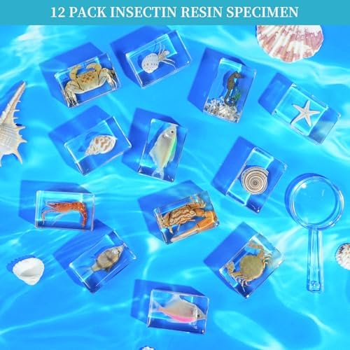 12Pcs Marine Specimen Set in Resin – Real Taxidermy Sea Creatures Collection with Magnifier for Marine Biology Decor, Display & Ocean Lovers Gift - Image 4