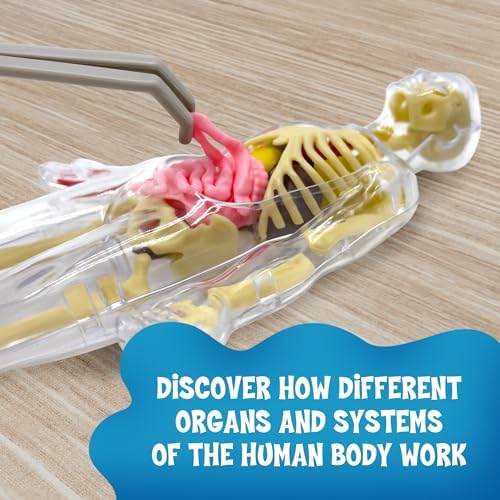 Thames & Kosmos Ooze Labs: Visible Human Body with Squishable Organs - Image 4
