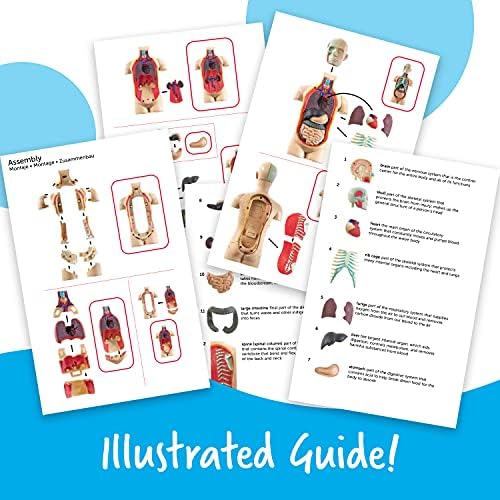 Learning Resources Human Anatomy Model Body - Image 5