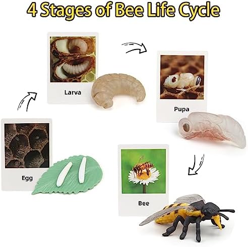 Montessori Life Cycle Animal Figures with Flash Cards, Realistic Animal Figurines Toy, and Educational Matching Game for Kids (Plant, Bee, and Snail) - Image 3