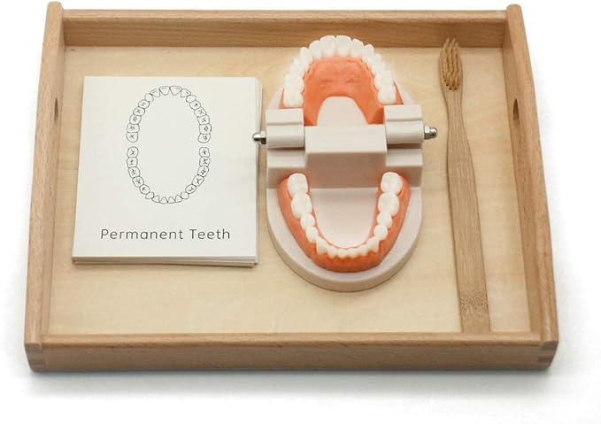 MEROCO Montessori Practical Life Teeth Model and Cards Teeth Brushing Toys - Image 8