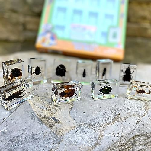 Geoworld 10 Insect Specimens Set - Real Beetles, Scorpions, Crickets in Resin with Magnifying Glass & Booklet - Great for Science Projects - Kids Scientific Educational Toy - Image 3