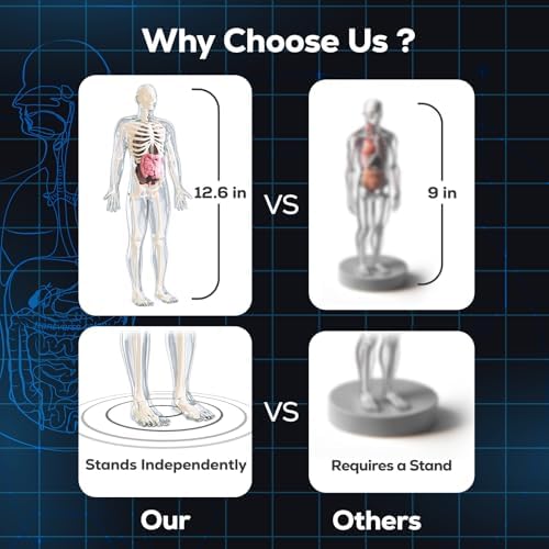 GobiDex Human Body Skeleton Model Kit, Glow in The Dark Science Kit for Kid - Image 6