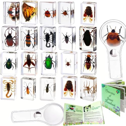 Insect in Resin Collection,Educational Bugs Specimen Set for Kids,Perfect for Preschool,Classroom Science and Home Displays (20 Insect Styles) by Unknown