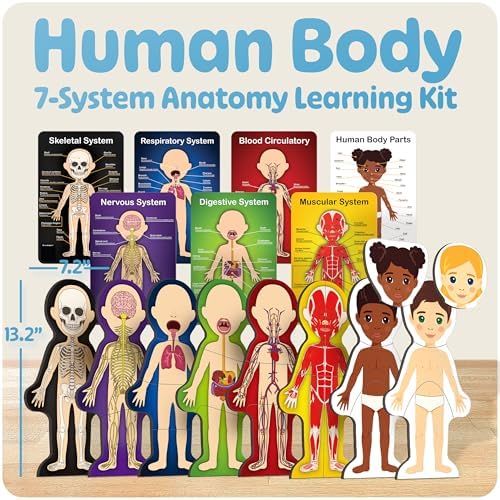 MyBODY Large Human Body Anatomy Model for Kids & Teens - Bottom-to-Top Magnetic Assembly Toy & Educational Learning Kit with Skeleton Base, 7 Puzzle Layers incl. Muscular, Digestive & Nervous Systems - Image 2