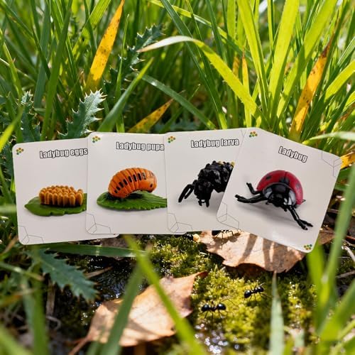 Montessori Life Cycle Animal Figures with Flash Cards, Lifelike Animal Growth Cycle Biological Model Set (Ladybug) - Image 5