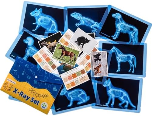 Pet Series Animal Xrays for Kids - Light Table Manipulatives by Odoorgames