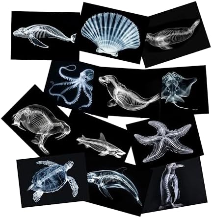 Animal X-Ray Set, Educational Science Kit, Light Table Accessory for Children (Sea Animals) by SZREGGIO