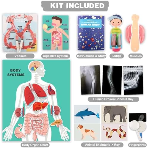 Human Body Activities & Experiments Science Kit for Kids,Human Anatomy Body Parts with Broken Bones X Ray,Lung Breathing Model, Vessels, Digestive System,Muscles Model,Skeleton,Human Organ STEM 5+ - Image 6