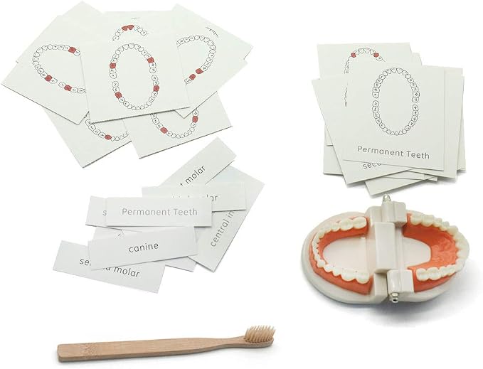 MEROCO Montessori Practical Life Teeth Model and Cards Teeth Brushing Toys - Image 7