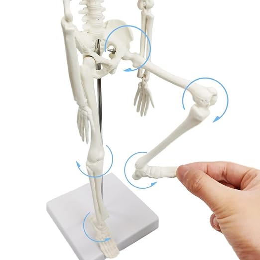 HADWYN Full Body 17.7" High Human Body Skeleton Model for Anatomy - Image 6