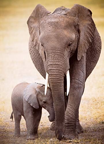 EuroGraphics African Pride Parent's Love Growing Journey Calf Instep Giant Affection Puzzle, Multi, 300 piece Puzzle - Image 2