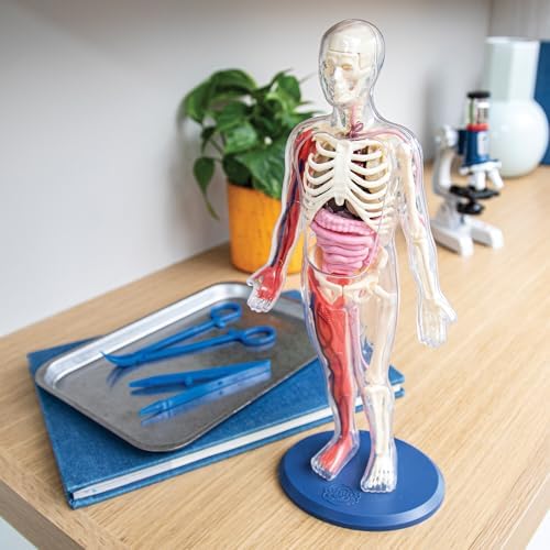 Human Body Anatomy Model Kit – 31-Piece Interactive STEM Set with 9 Squishy Organs, Bones, Muscles & Blood Vessels, Forceps & Discovery Guide – Educational Science Tool for Kids 6+ - Image 3