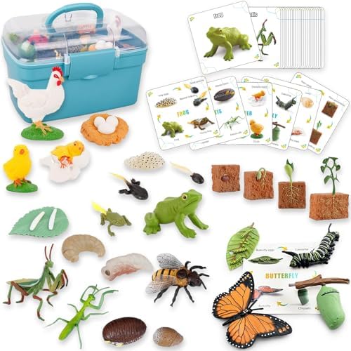 6 Set Montessori Life Cycle Learning Toys - Early Education Activities for Kids by BOTICAKO