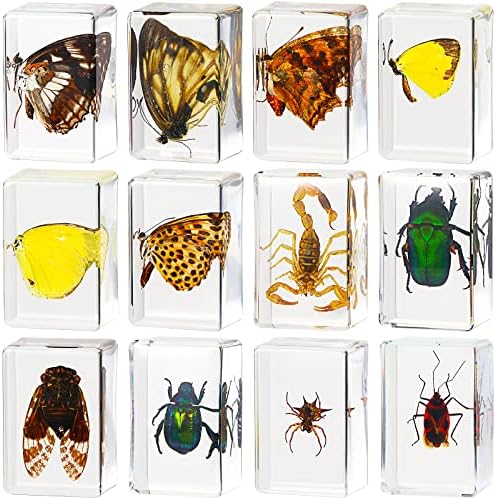 12 Pcs Insect Specimens for Kids Bug Collection Kit, Butterfly by Macarrie