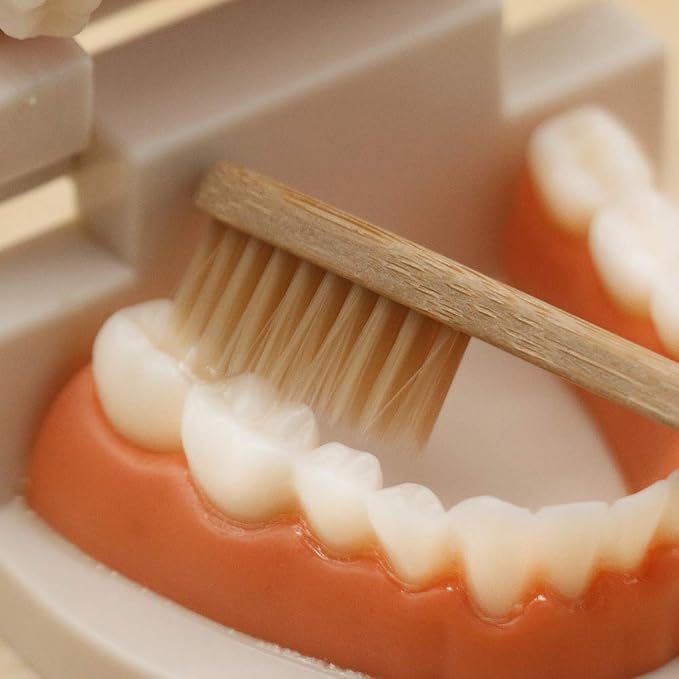 MEROCO Montessori Practical Life Teeth Model and Cards Teeth Brushing Toys - Image 6