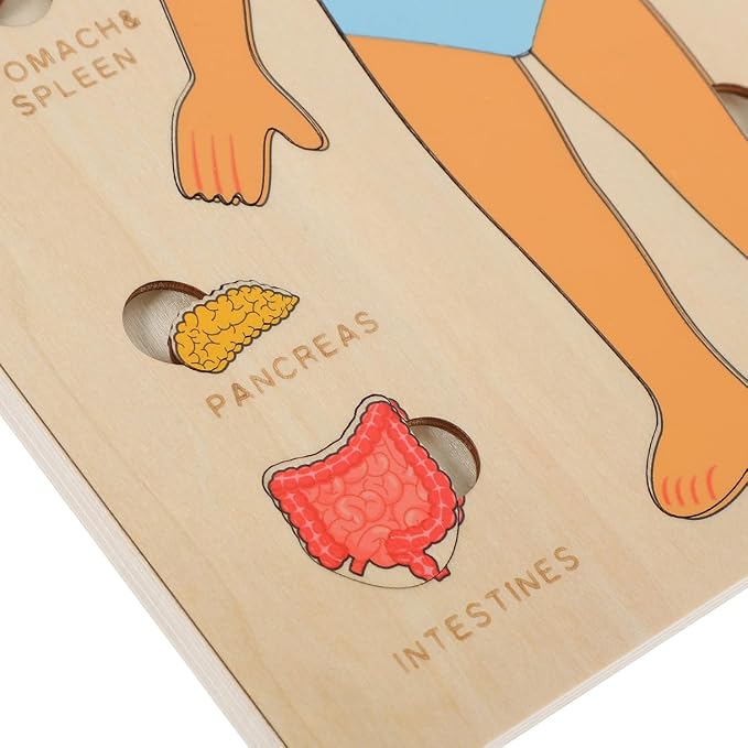 Montessori Jigsaw Puzzle of Human Structure Kids Human Learning Toy Anatomy Organ Model Anatomy Toy Children Human Organ Education Toys Human Organ Teaching Aids (Boy) - Image 8