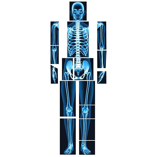 Lineshading 16 Pieces Human x Rays Bones Pretend x Rays for Kids Human Bones Body Educational Science Kit Display Play Table(Blue) by Lineshading