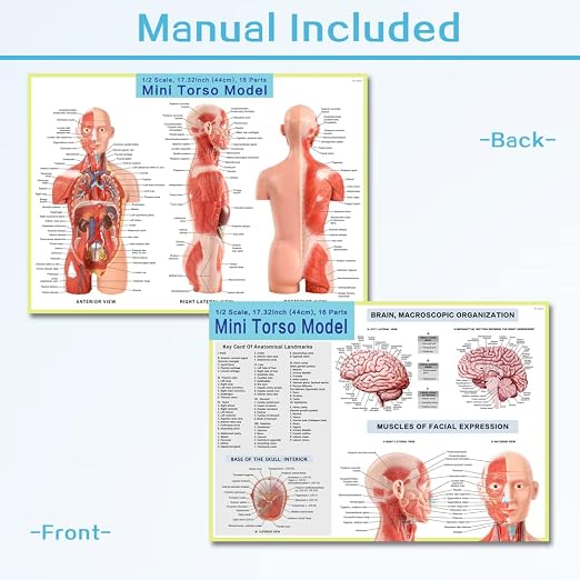 2026 New Human Body Deluxe Musculature Model, 16 Pcs Removable 17 inch - Image 5