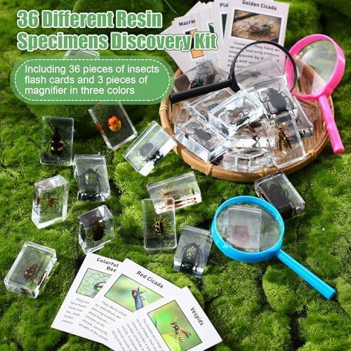 GlikCeil 36 Pcs Insect in Resin Specimen Bugs Discovery Kit Collection Paperweight Bug with Information Flash Cards Preserved in Resin with 3 Magnifier for Scientific Educational Display Supplies - Image 4