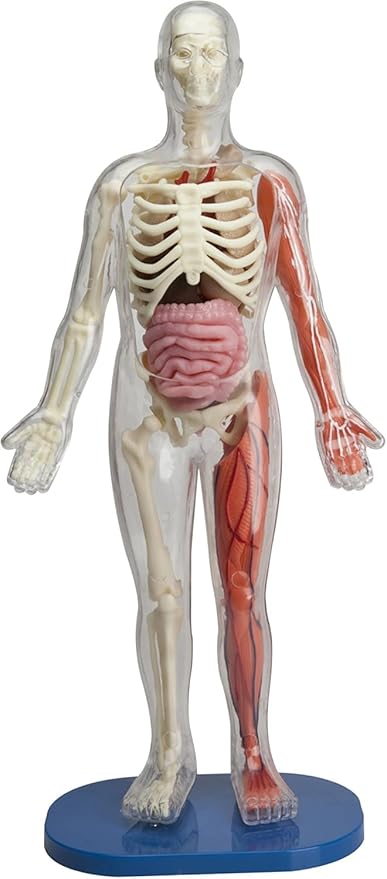 SMARTLAB Toys Squishy Human Body with 21 Removable Body Parts with Anatomy Book by SMARTLAB