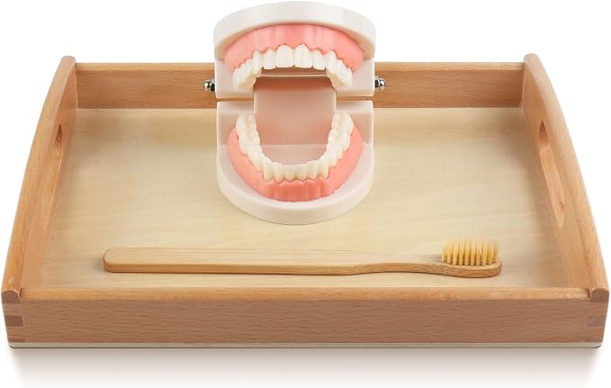 MEROCO Montessori Practical Life Teeth Model and Cards Teeth Brushing Toys - Image 2