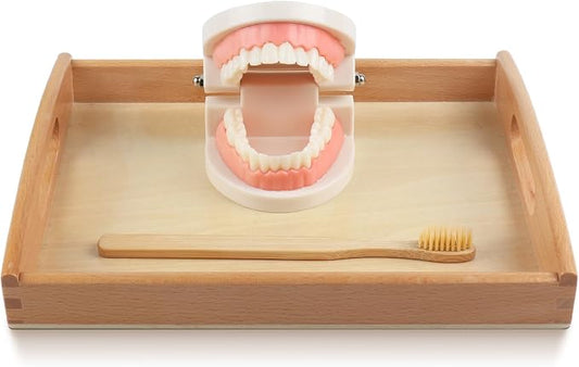 MEROCO Montessori Practical Life Teeth Model and Cards Teeth Brushing Toys - Image 2