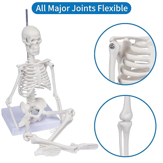 Human Skeleton Model for Anatomy: 17"H Mini Human Body Model with Movable Arms, Legs & Sturdy Stand, Scientific Bone Model for Teaching & Simpl Display - Image 2