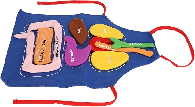 3D Organ Apron Human Body Organs Anatomy Costume DIY Educational Toy Removable Organs Learning Tool for Kids Science Museums Kindergartens Parent Child Games Polyester Material - Image 7