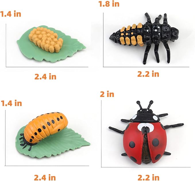 Montessori Life Cycle Animal Figures with Flash Cards, Realistic Animal Figurines Toy, Educational Matching Game for 3+ Year Old Kids (Ladybug) - Image 3