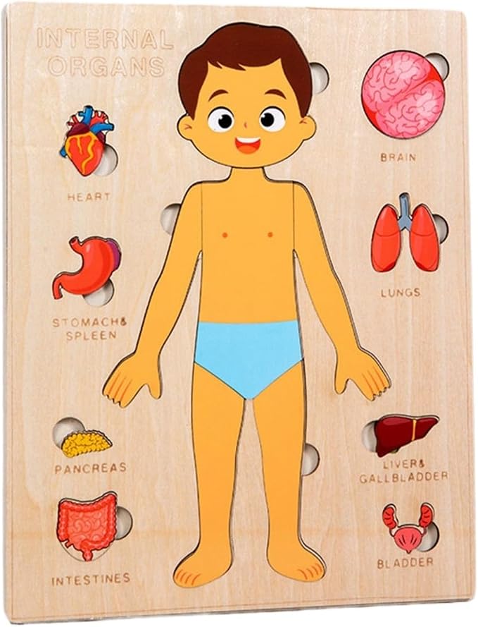 Montessori Jigsaw Puzzle of Human Structure Kids Human Learning Toy Anatomy Organ Model Anatomy Toy Children Human Organ Education Toys Human Organ Teaching Aids (Boy) by Unknown