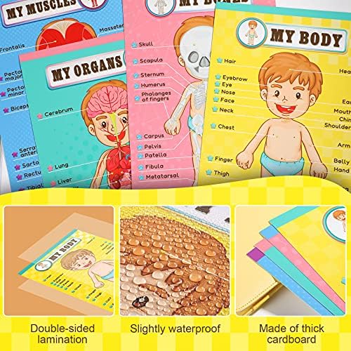 Outus 4 Pcs Human Body Parts Posters for Kids, 11 x 17 Inch - Image 3