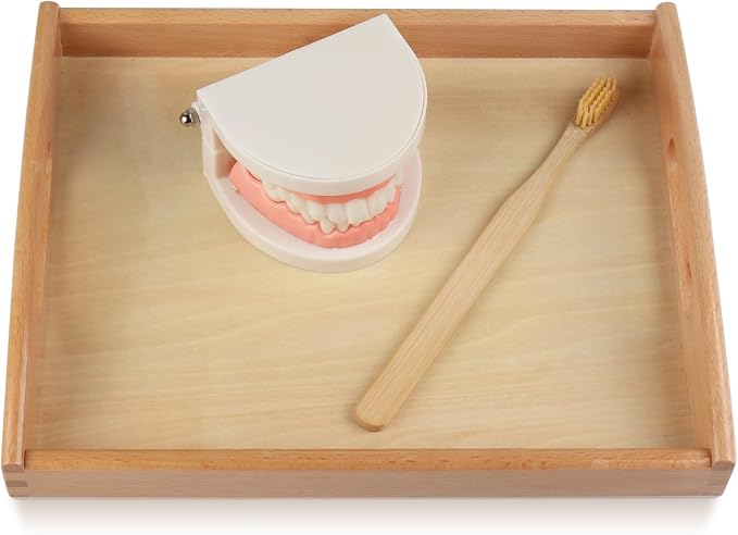 MEROCO Montessori Practical Life Teeth Model and Cards Teeth Brushing Toys - Image 4