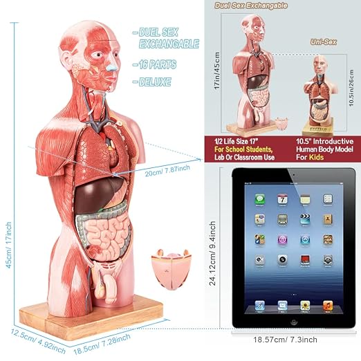 2026 New Human Body Deluxe Musculature Model, 16 Pcs Removable 17 inch - Image 2