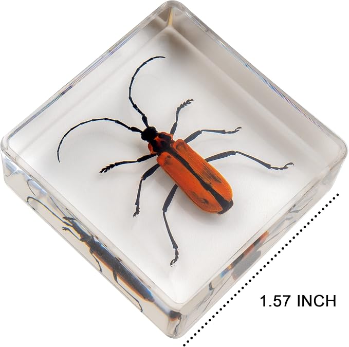 Insect Specimen Set, Bugs Collection Scientific Education Gift for Kids Aged 3-8-12 (Millipede, Centipede, Dragonfly Larvae, Tea Seed Bug, Red Longhorn Beetle, Spiny Spider) - Image 4
