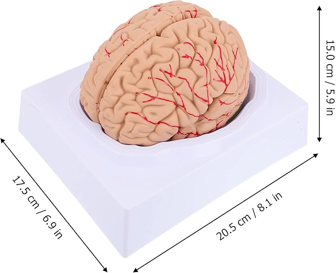 Disassembled Anatomical Human Brain Model - 8-Part Medical Teaching Tool for Brain Anatomy Study, Kids Learning & Science Classroom, Realistic Human Body Puzzle for Students and Doctors - Image 3