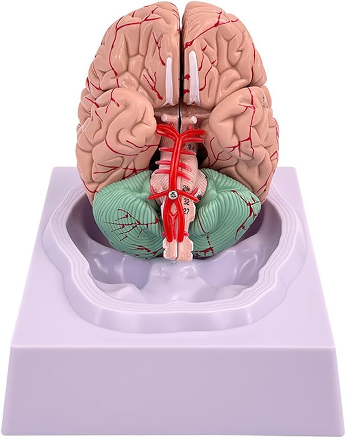Disassembled Anatomical Human Brain Model - 8-Part Medical Teaching Tool for Brain Anatomy Study, Kids Learning & Science Classroom, Realistic Human Body Puzzle for Students and Doctors - Image 7
