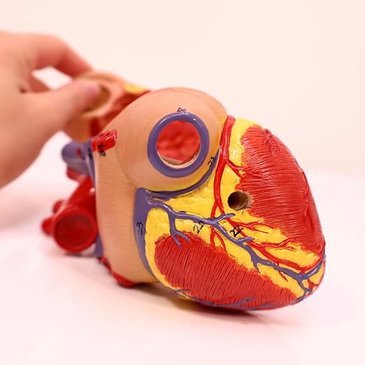 Axis Scientific Life-Size Human Heart Model - Image 3