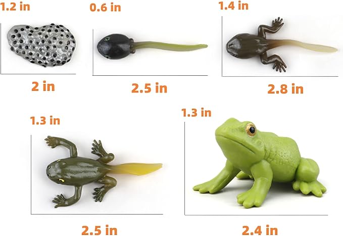 Montessori Frog Life Cycle with Flash Cards, Plastic Insects Tadpole to Frog Kit Toy, Realistic Animal Figurines - Image 3