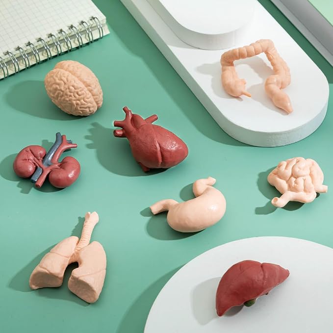 8PCS Mini Human Body Model for Kids - Image 2
