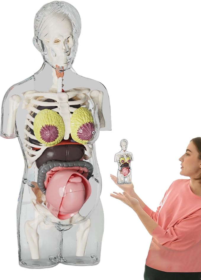 Human Body Model for Kids | Pregnancy Skeleton Model Toy | Anatomical Assembly Educational Toys for Children Classroom Students Learning Enthusiasts Preschool by Unknown
