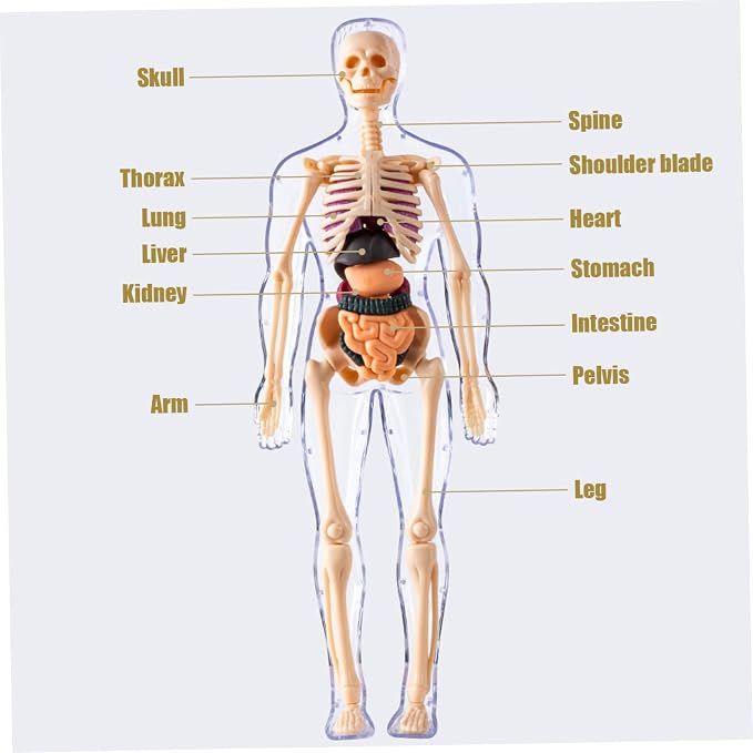Human Body Model for Kids Detachable Visualized 3D Anatomy Model Enlightenment Science Toys Cultivates Explore Curiosity Hands-On Skills, Semi-Transparent|Science Kits Toys - Image 6
